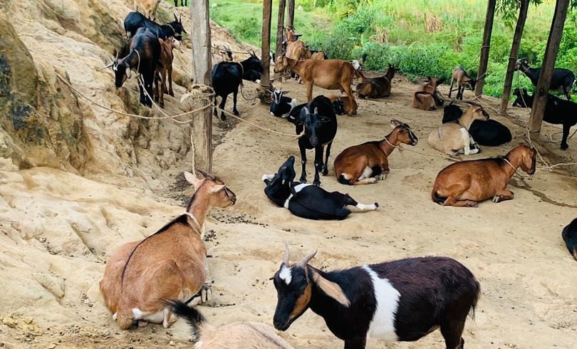 Image de cabrit de fhali