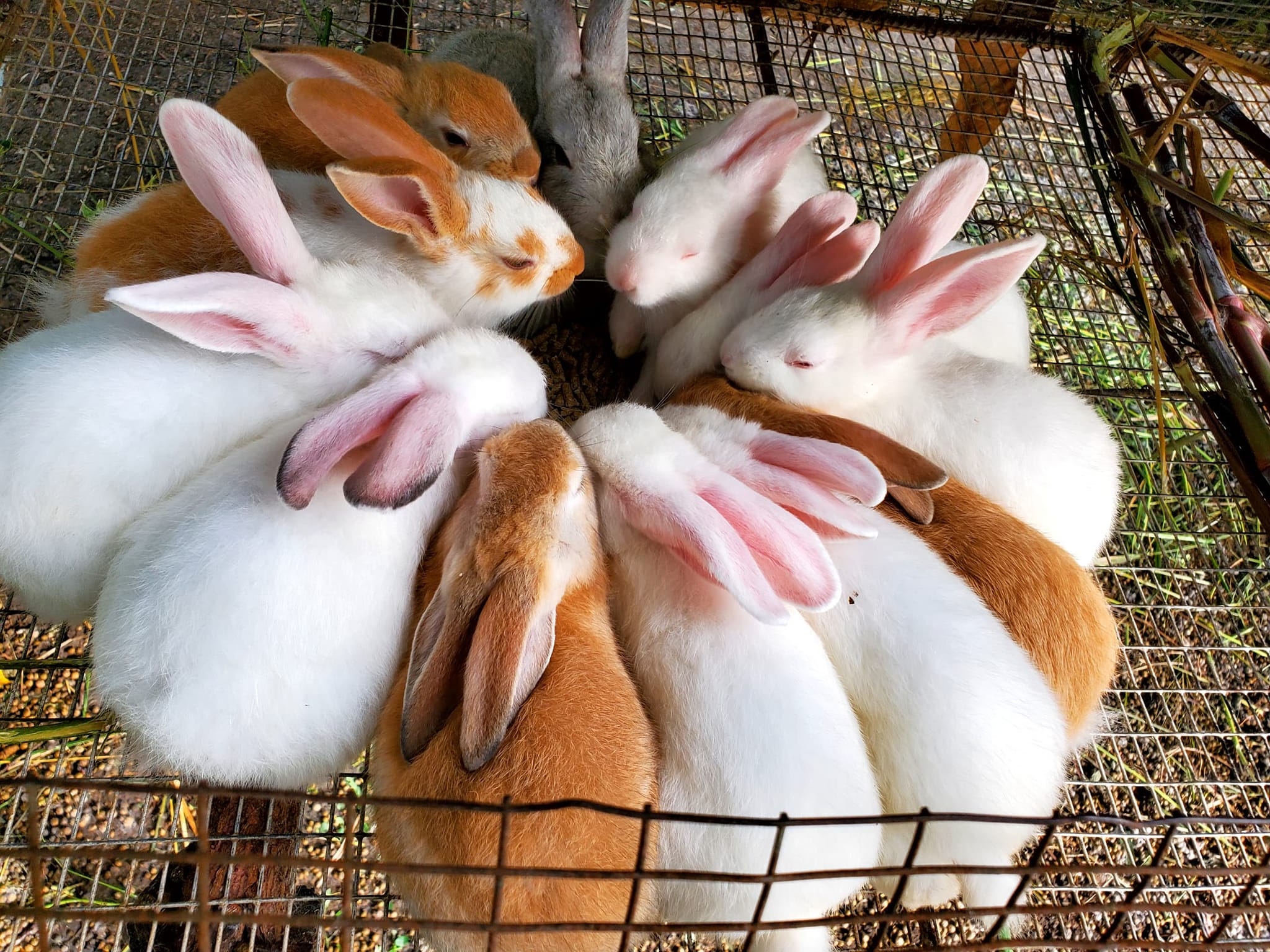 Image de lapin de fhali